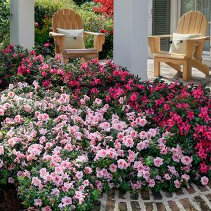 AUTUMN BELLE® ENCORE® AZALEA